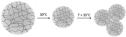 13-Coacervation of elastin-like recombinamer microgels